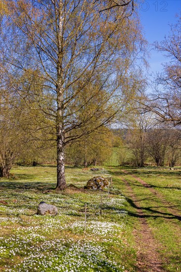 Flowering wood anemone (Anemone nemorosa) by a path in a birch grove a sunny spring day