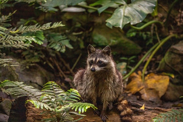 Raccoon in natural environment, close-up, portrait of the animal on Guadeloupe au Parc des Mamelles, in the Caribbean. French Antilles, France, Europe