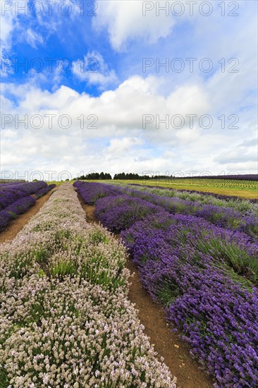 Lavender (Lavandula), lavender field on a farm, different varieties, purple and white, Cotswolds Lavender, Snowshill, Broadway, Gloucestershire, England, Great Britain