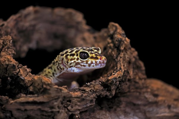 Leopard gecko (Eublepharis macularius), adult, portrait, looks out of burrow, captive