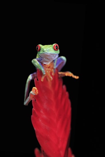 Red-eyed tree frog (Agalychnis callidryas), adult, on bromeliad, captive, Central America