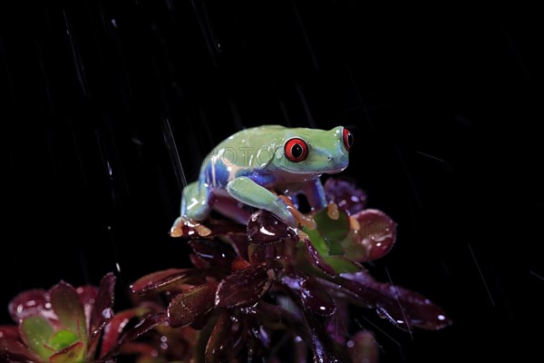 Red-eyed tree frog (Agalychnis callidryas), adult, on eonium, in the rain, captive, Central America