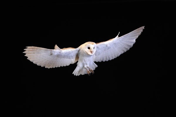 Barn owl, (Tyto alba), adult, flying, landing, on rocks, at night, Lowick, Northumberland, England, Great Britain