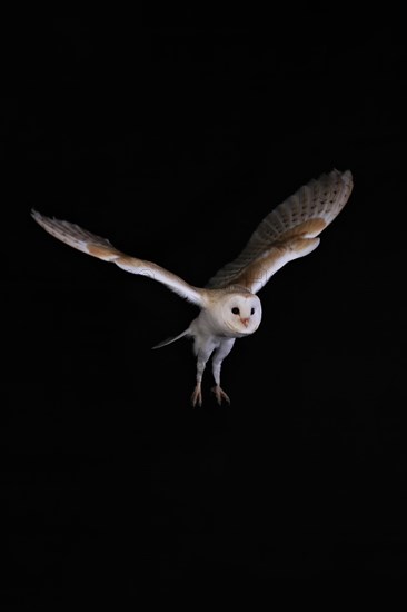 Barn Owl, (Tyto alba), adult, flying, at night, Lowick, Northumberland, England, Great Britain