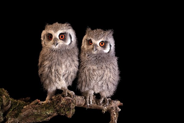 Southern white-faced owl (Ptilopsis granti), juvenile, two juveniles, siblings, at night, on guard, captive