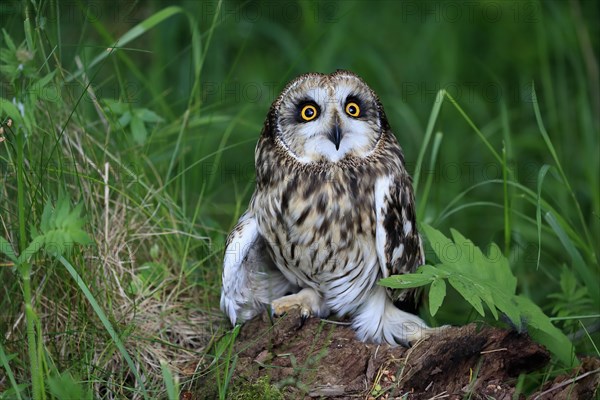 Short-eared owl (Asio flammeus), adult, on the ground, vigilant, Great Britain