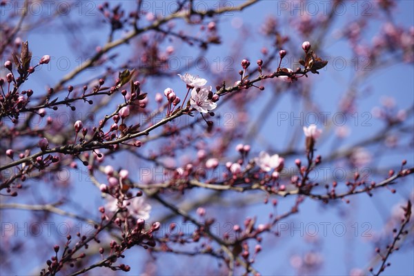 Beautiful blossom of an ornamental cherry, March, Germany, Europe