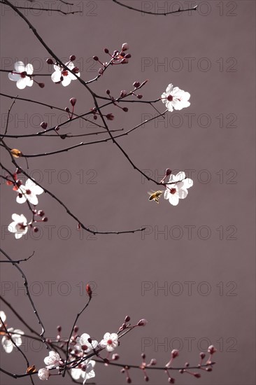 Beautiful blossom of an ornamental cherry, March, Germany, Europe