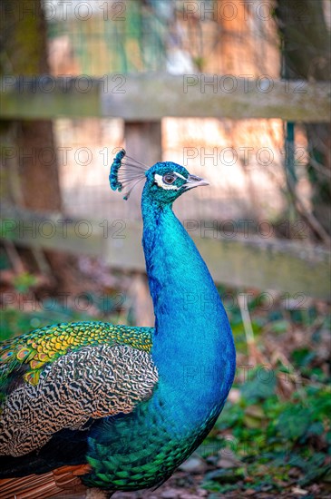 The peacock bird (Pavo cristatus) roams its territory, Leuna, Saxony-Anhalt, Germany, Europe