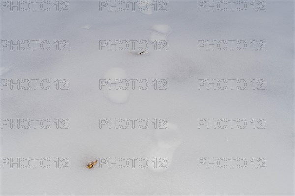 Sparse animal tracks leading across a blanket of untouched snow in a minimalist winter scene, in South Korea