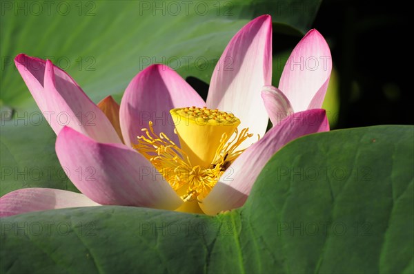 Detailed view of a pink-yellow lotus (Nelumbo), between green leaves, Stuttgart, Baden-Wuerttemberg, Germany, Europe