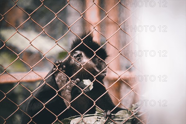Black Crested Gibbon or Nomascus concolor rescued from poachers and rehabilitated at Cuc Phoung National Park in Ninh Binh, Vietnam, Asia