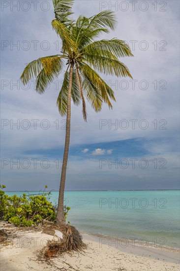 White sand beach, Tinnakara island, Lakshadweep archipelago, Union territory of India