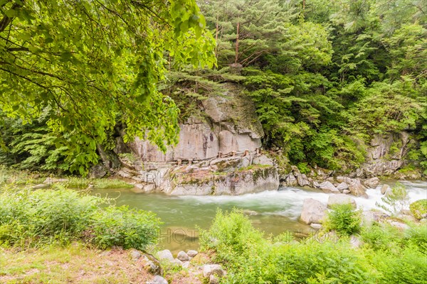 Calm river flowing through a rocky bed under a canopy of green leaves, in South Korea