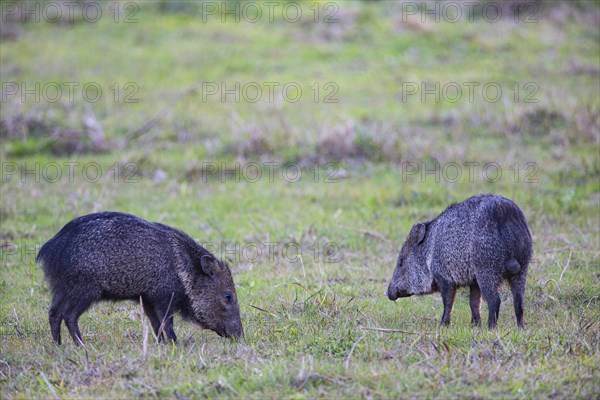 Collared peccary (Tayassu tajacu) Pantanal Brazil