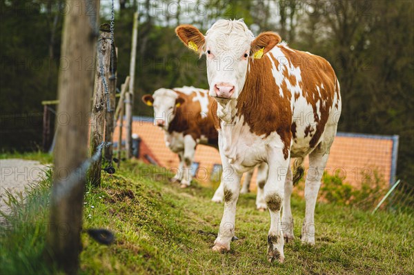 A group of cows in the pasture looks attentively at the camera, Wuelfrath, Mettmann, North Rhine-Westphalia