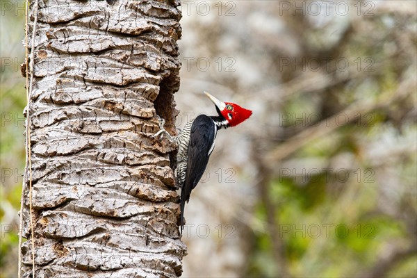 Crimson-crested woodpecker (Campephilus melanoleucos) Pantanal Brazil