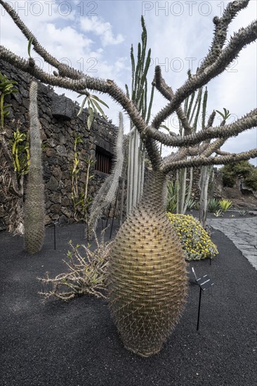 Madagascan palm (Pachypodium lamarei), Jardin de Cactus, Lanzarote, Canary Islands, Spain, Europe