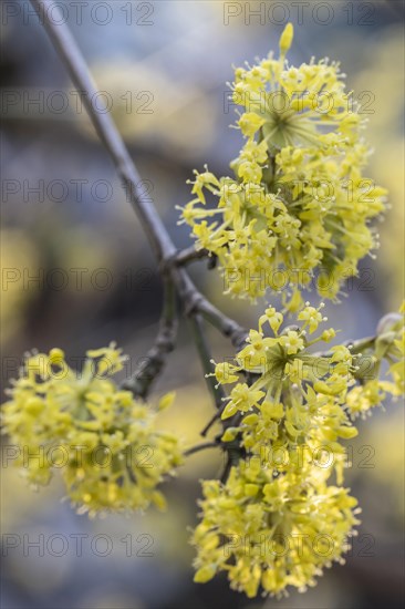 Cornelian cherry (Cornus mas), Speyer, Rhineland-Palatinate, Germany, Europe