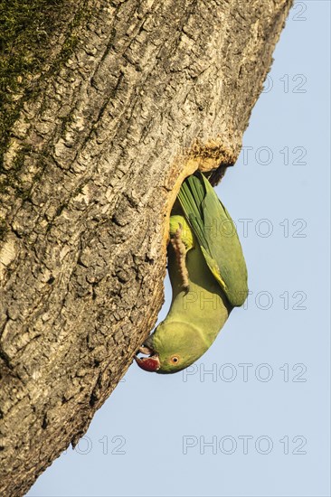 Rose-ringed parakeet (Psittacula krameri), Speyer, Rhineland-Palatinate, Germany, Europe