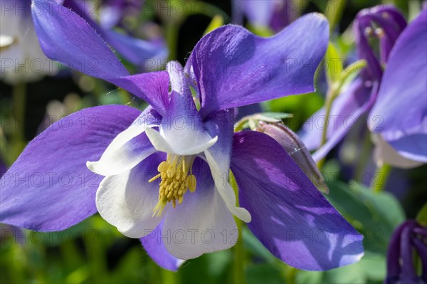 Purple flower of a garden plant with protruding yellow stamens