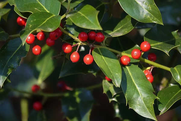 Holly (Ilex aquifolium), March, Germany, Europe