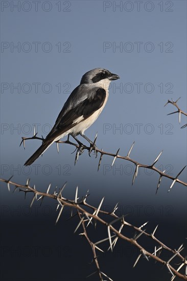 Lesser grey shrike (Lanius minor), Madikwe Game Reserve, North West Province, South Africa, RSA, Africa