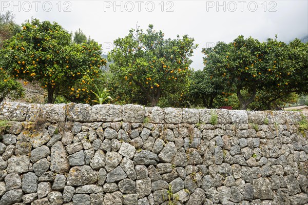 Citrus plantation and old stone wall, Fornalutx, Serra de Tramuntana, Majorca, Balearic Islands, Spain, Europe