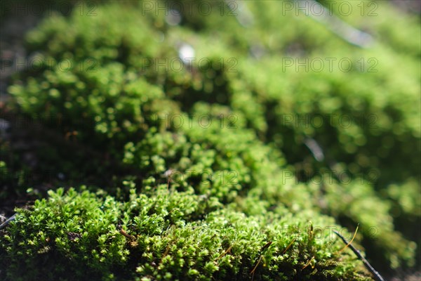 Moss (Bryophyta) with blurred background in a forest, North Rhine-Westphalia, Germany, Europe