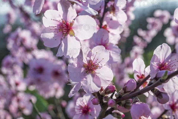 Flowering almond tree (Prunus dulcis) Almond blossom, Baden-Wuerttemberg, Germany, Europe