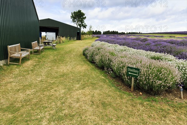 Lavender (Lavandula), lavender field on a farm, Cotswolds Lavender, Snowshill, Broadway, Gloucestershire, England, Great Britain