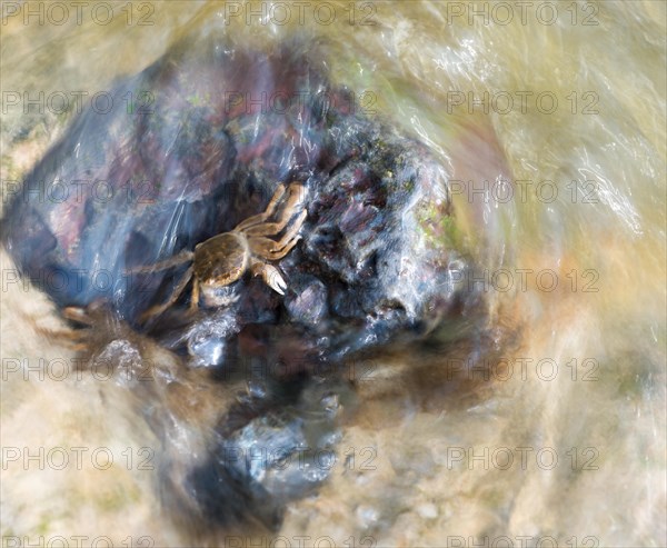 Several chinese mitten crab (Eriocheir sinensis), invasive species, neozoon, crabs, juveniles, clinging to a rock on their migration upstream, fast-flowing, moving water washes around stones, rapids, motion blur conveys the flow speed, reflections of the sun make the image appear, river, body of water, barrage of the Elbe in Geesthacht, wiping effect, long exposure, soft focus, Lower Saxony, Schleswig-Holstein, Germany, Europe