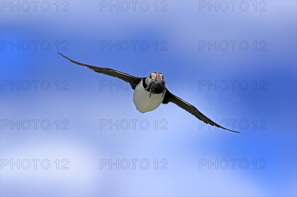 Puffin (Fratercula arctica), adult, flying, with sand eels, with food, Faroe Islands, England, Great Britain, Europe