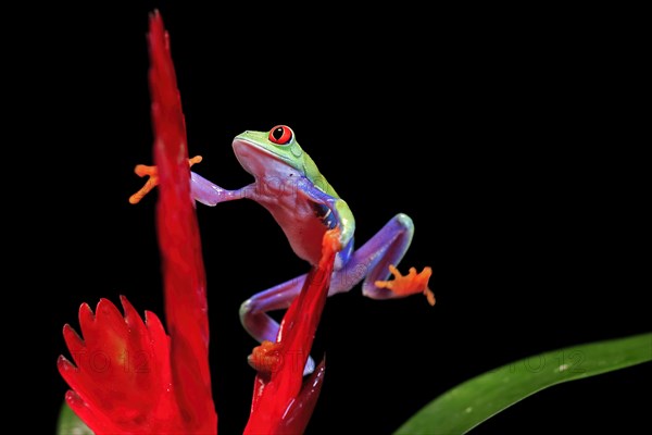 Red-eyed tree frog (Agalychnis callidryas), adult, on bromeliad, captive, Central America