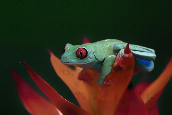 Red-eyed tree frog (Agalychnis callidryas), adult, on bromeliad, captive, Central America