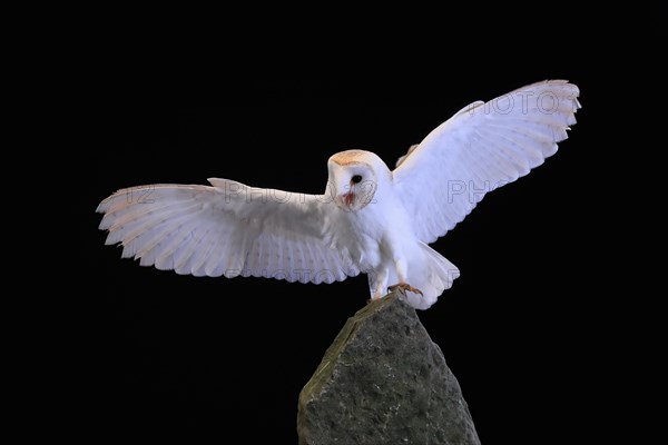 Barn owl, (Tyto alba), adult, on rocks, flying up, at night, Lowick, Northumberland, England, Great Britain