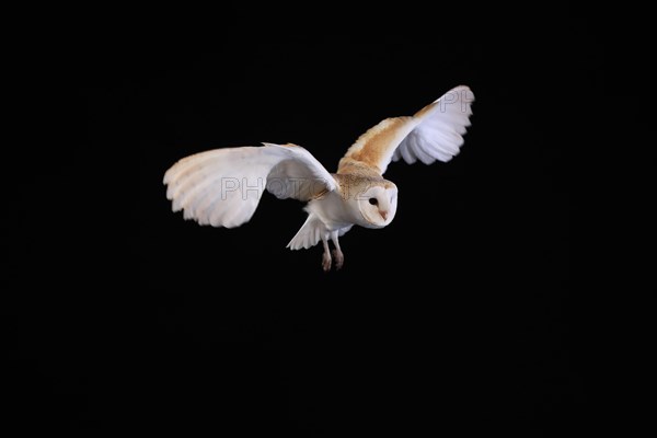 Barn Owl, (Tyto alba), adult, flying, at night, Lowick, Northumberland, England, Great Britain