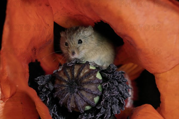 Common harvest mouse, (Micromys minutus), adult, on corn poppy, flower, foraging, at night, Scotland, Great Britain