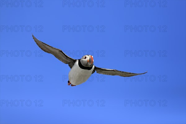 Puffin (Fratercula arctica), adult, flying, Farne Islands, England, Great Britain