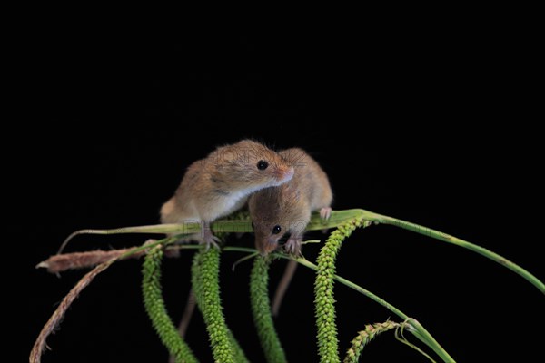 Eurasian harvest mouse (Micromys minutus), adult, two, pair, on plant stalks, spikes, foraging, at night, Scotland, Great Britain