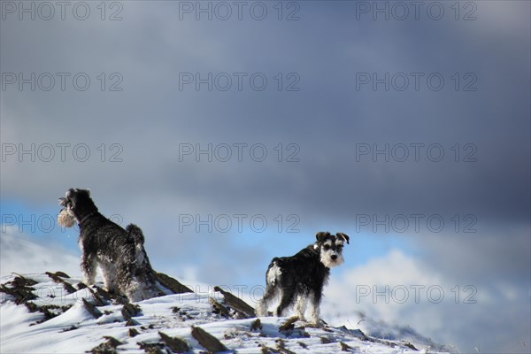 Two dogs on a snowy mountain peak under an overcast sky, Amazing Dogs in the Nature