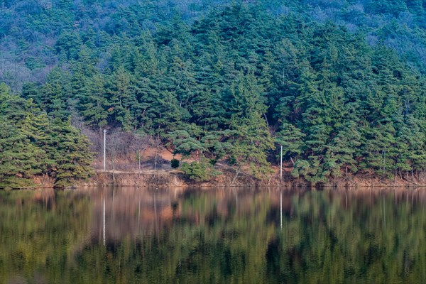 Calm lake reflecting a dense forest of evergreen trees, in South Korea