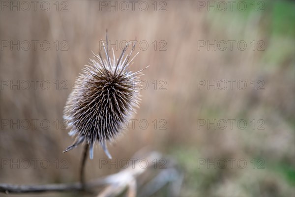 Close-up of a dry thistle with blurred background
