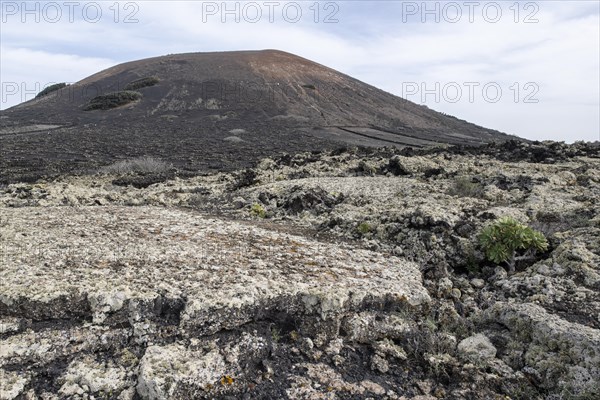 Lava landscape overgrown with lichens and succulents, in the background vineyards protected by dry stone walls, Lanzarote, Canary Islands, Spain, Europe