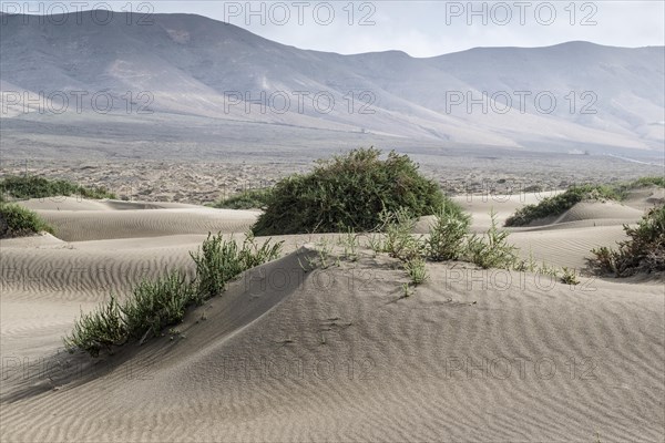 Dune landscape, Playa de Famara, Lanzarote, Canary Islands, Spain, Europe