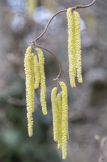 Hazelnut (Corylus avellana), male flowers, Speyer, Rhineland-Palatinate, Germany, Europe