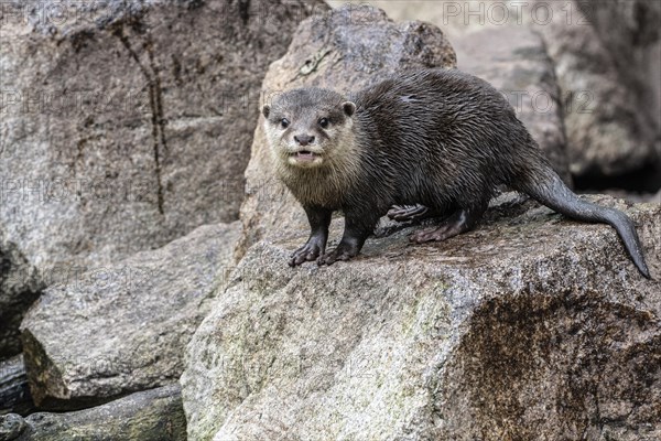 Dwarf otter, Asian oriental small-clawed otter (Aonyx cinerea), Heidelberg Zoo, Baden-Wuerttemberg, Germany, Europe