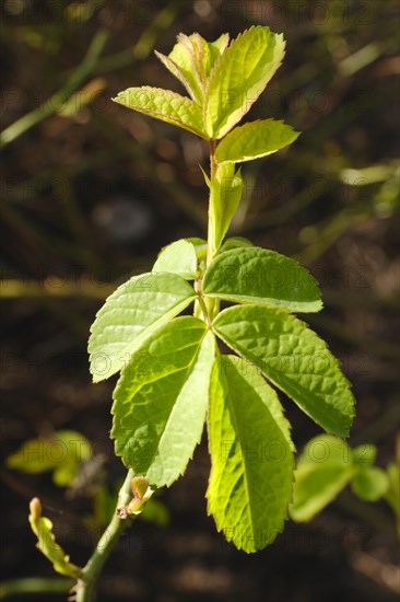 Branch with leaves of the Ispahan rose, fresh shoots, close-up, North Rhine-Westphalia, Germany, Europe