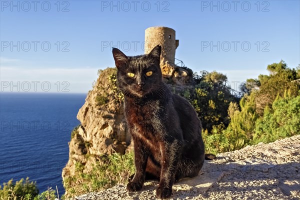 A black cat sits in front of a stone structure overlooking the sea on a sunny day, Hiking tour from Estellences to Banyalbufar, Mallorca