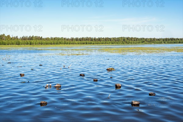 Tree stumps sticking out of the water after a water rise in a lake with a tree lined lakeshore